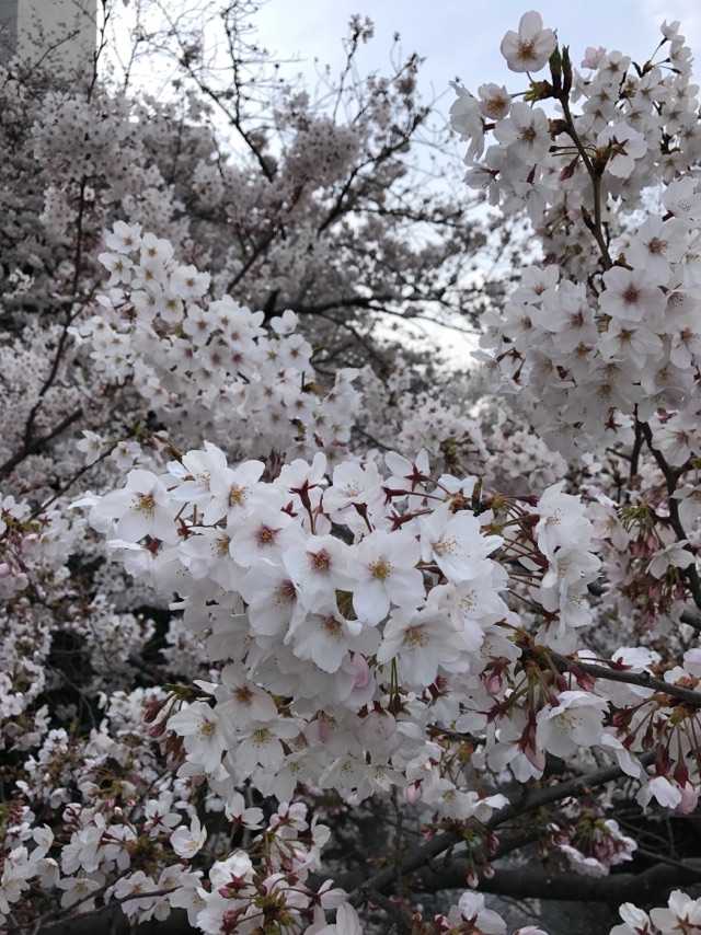 201704桜